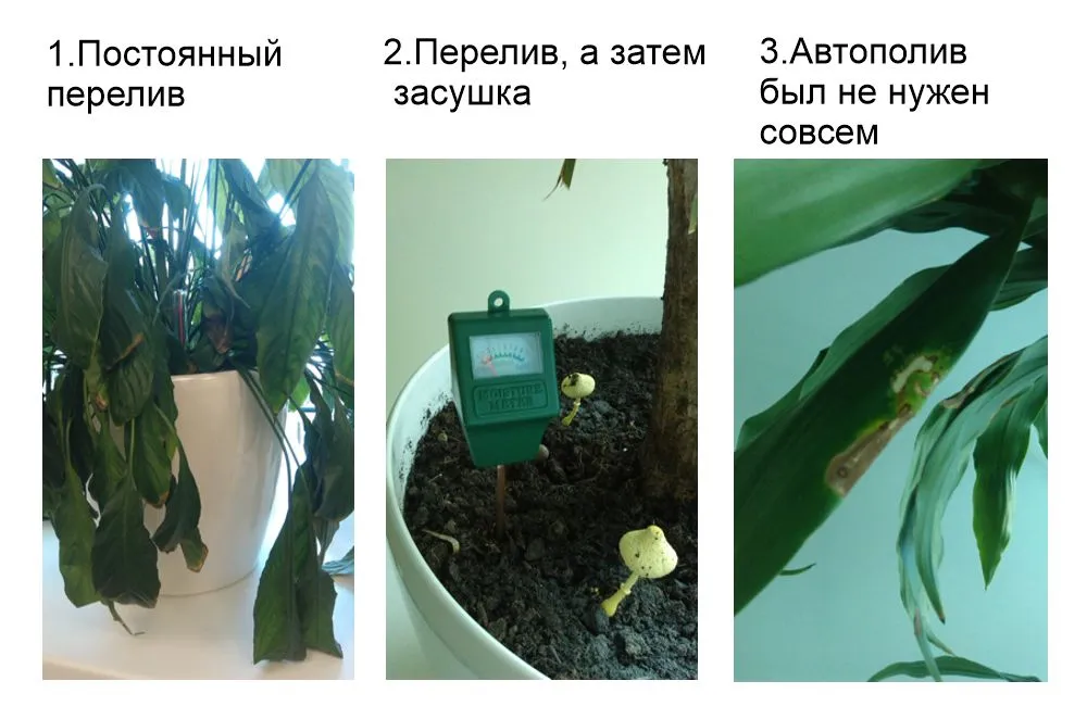 Влагомер